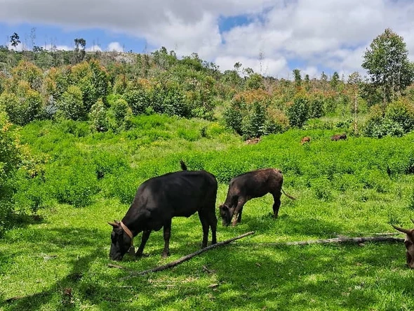 Farm & Agricultural Land