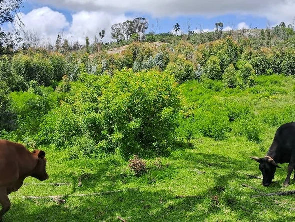 Farm & Agricultural Land