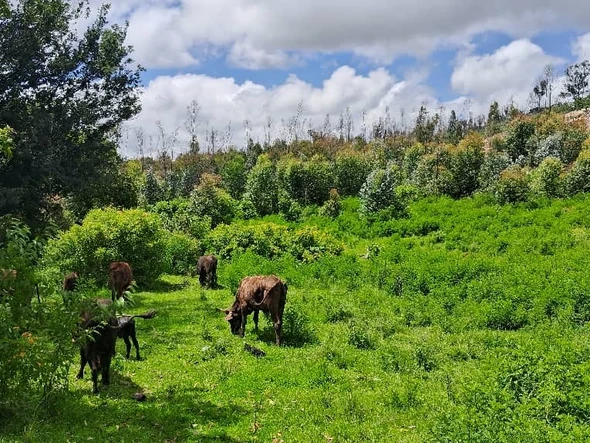 Farm & Agricultural Land
