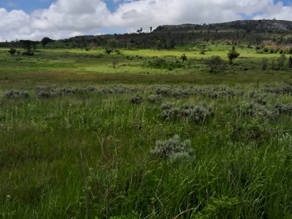 Farm & Agricultural Land