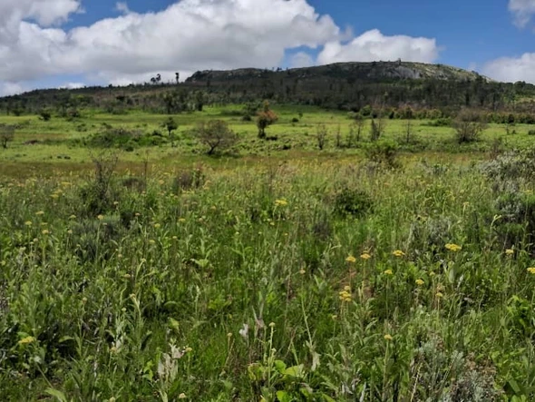 Farm & Agricultural Land